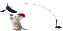 Cat Toy