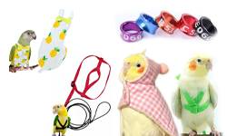 Bird Ring, Harness & Outdoor Accessories