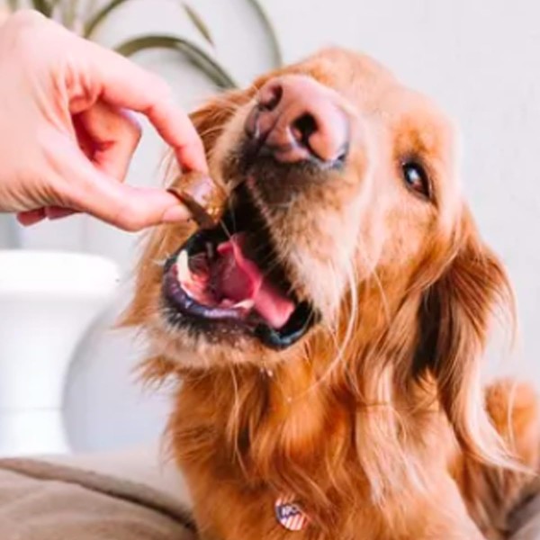 Bravecto Chewable Tablets for Dog (10-20kg) - (Treatment of Tick and Flea Infestations on Dogs)