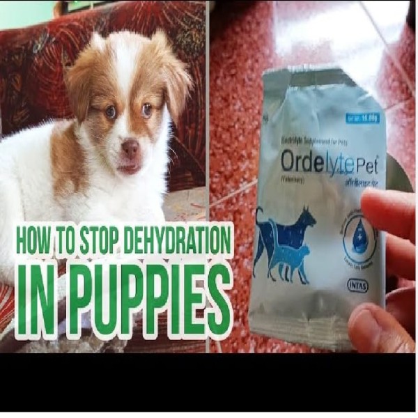 Ordelyte Electrolyte Supplement for Dogs & Cats 16.08g