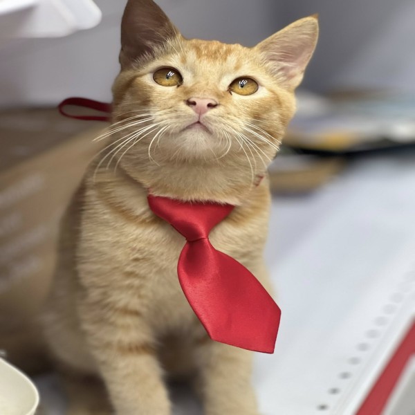 Cat Dog Neck Tie Puppy Dog Tie with Collar Adjustable