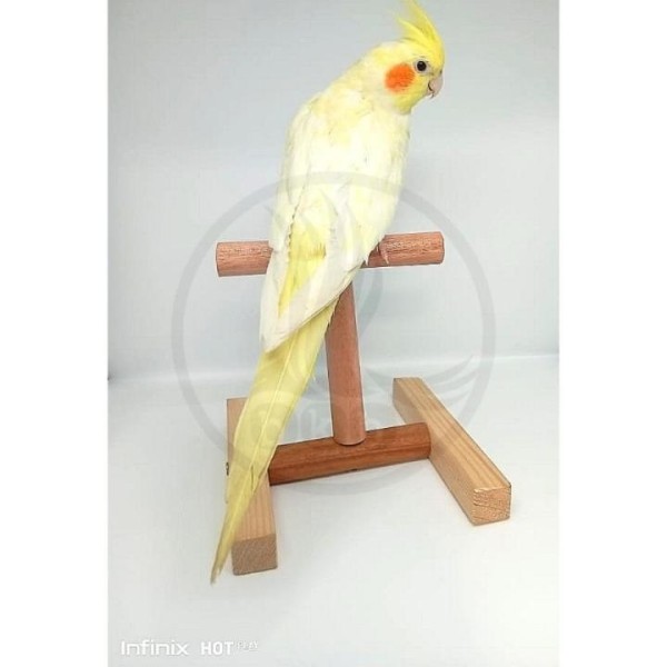 Bird H.T Stand Toy | Bird Parch Toy