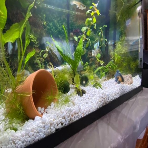 Aquarium White Stone & Indor Plant Decorations 1kg